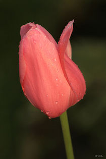 Tulip after rain, pink von Ines Schäfer