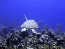 Green Turtle Swimming von serenityphotography