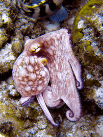 Octopus on the Rocks von serenityphotography