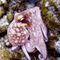 Octopus-at-eel-garden-9