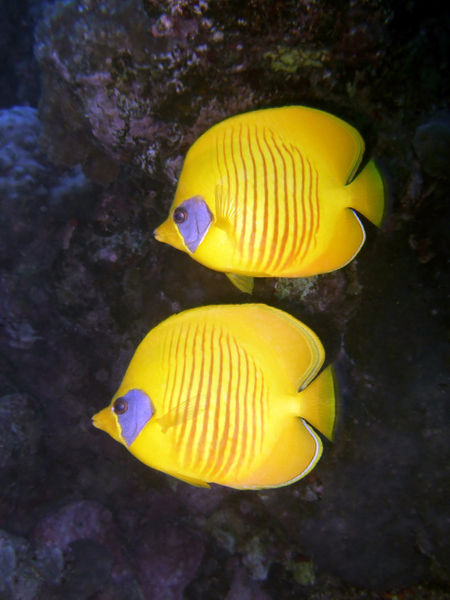 Pair-of-yellow-butterflyfish