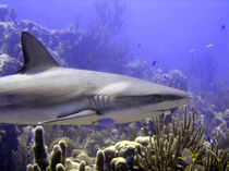 Shark Swimming Past von serenityphotography