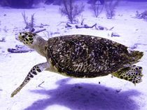 Swimming Hawksbill Turtle von serenityphotography