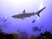 Swimming Caribbean Reef Shark von serenityphotography