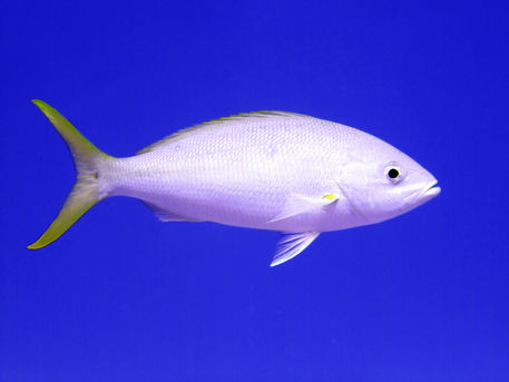 Yellow-tailed-snapper-from-side