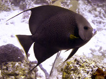 Black Angelfish From Side by serenityphotography