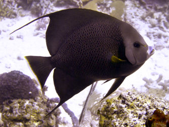 Black-angelfish-from-side