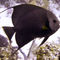 Black-angelfish-from-side