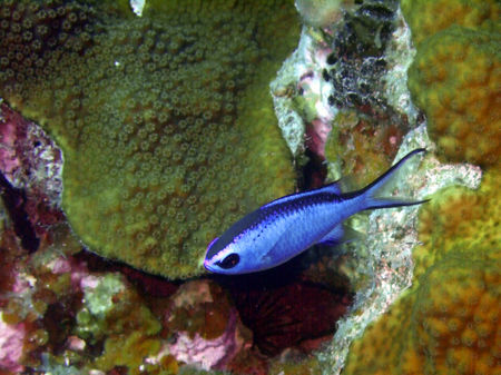 Blue-chromis-above-hard-coral