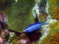 Blue Chromis Above Hard Coral von serenityphotography
