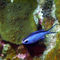 Blue-chromis-above-hard-coral