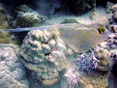 Blue-spotted-ray-feeding
