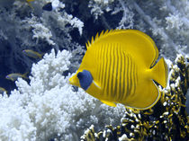 Butterfly Fish Over Fire Coral von serenityphotography