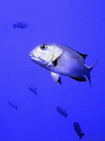Bigeye Emperor Fish von serenityphotography
