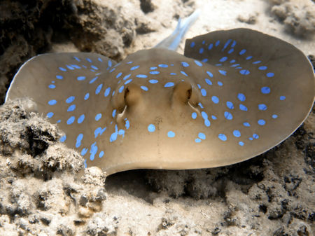 Blue-spotted-ray-04