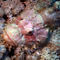 Camouflaged-scorpian-fish-06