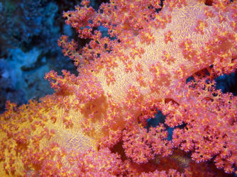 Close-up-of-pink-and-yellow-soft-coral