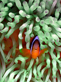 Clownfish in Pale Green Anemone by serenityphotography
