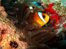 Clownfish in Hiding by serenityphotography