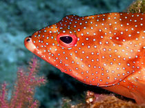 Coral Cod's Head von serenityphotography