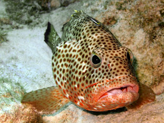 Coral-grouper-being-cleaned-4
