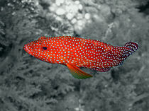 Red Coral Cod von serenityphotography