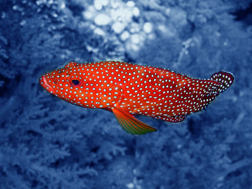 Coral-trout-colour