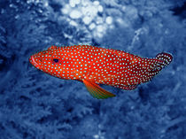 Red Coral Cod von serenityphotography