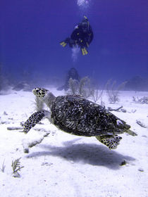 Divers Watching Hawksbill Turtle by serenityphotography