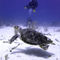 Divers-watching-hawksbill-turtle