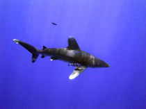 Oceanic Whitetip with Pilot Fish by serenityphotography
