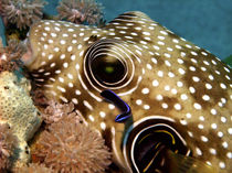 Stars and Stripes Pufferfish Being Cleaned von serenityphotography