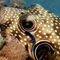 Puffer-fish-being-cleaned-04