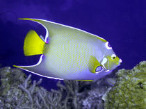 Queen Angelfish From Side by serenityphotography
