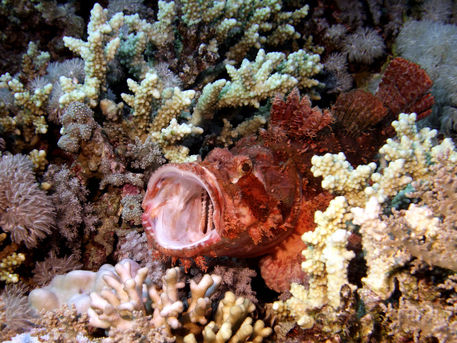Red-scorpian-fish-with-mouth-open