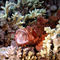 Red-scorpian-fish-with-mouth-open