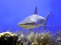 Shark Swimming Into Shot von serenityphotography