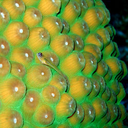 Small-wrasse-on-hard-coral-1