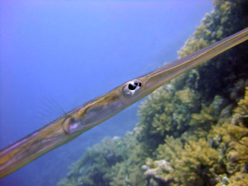 The-eye-of-a-trumpetfish-aulostomus-maculatus