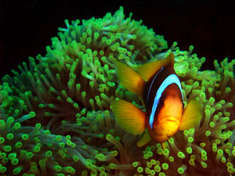 Anemone-fish-in-anemone-11
