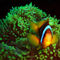 Anemone-fish-in-anemone-11
