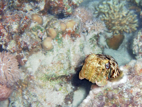 Baby-cuttlefish-and-hard-coral-02