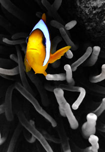 Colourful Clown Fish by serenityphotography