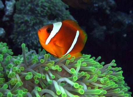 Anemone-fish-in-anemone-04