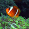 Anemone-fish-in-anemone-04