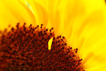 Sonnenblume by gfischer