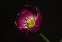 Tulips in Macro. von rosanna zavanaiu