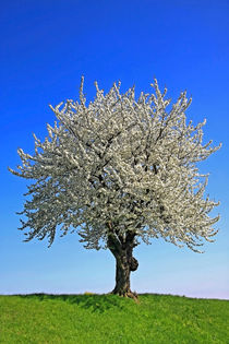 Kirschbaumblüte von Wolfgang Dufner