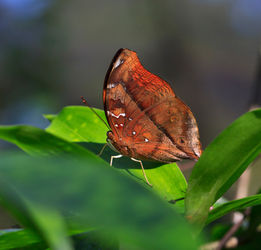 Autumn-leaf-butterfly1097
