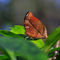 Autumn-leaf-butterfly1097
